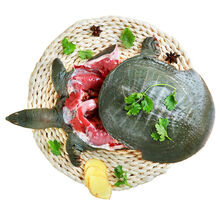 沉鱼落雁现杀鸽子甲鱼足龄乳鸽养殖新鲜鲜活宰杀食用水产 甲鱼+火锅底料 2.5斤规格鲜活宰杀