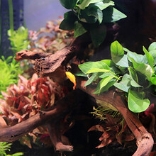 美人雾 坨草陀草真水草活体坨草 鱼缸水草泥 活水草 小鱼缸造景 血心兰坨草 1坨 