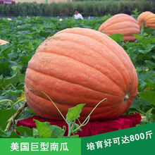 香葶苑英国大南瓜巨型南瓜太空南瓜新品种大田蔬菜种子春播蔬菜种子瓜巨型南瓜种子蔬菜种子庭院蔬菜种子 美国巨型南瓜种子10粒