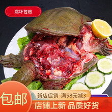 【顺丰快递】现杀外塘野养甲鱼 老鳖 王八真空包装 彼尔安佳 外塘散养甲鱼(青黄背)整只 【顺丰】1.8斤现杀真空包装