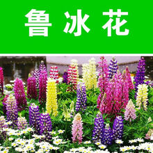 鲁冰花种子羽扇豆种籽子室外庭院阳台盆栽四季花种子发芽开花籽种 农民老史 混色鲁冰花种子半斤