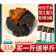 桦树茸野外生长一斤桦褐孔菌白桦茸黑金