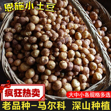 恩施富硒小土豆湖北三峡特产高山新鲜黄心迷你洋芋马铃薯农家蔬菜 净重3斤 5毛硬币大小
