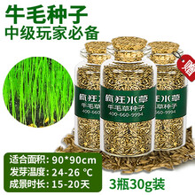 疯狂水草FKSC鱼缸造景水草种子水族箱装饰前景草迷你小对叶草坪活体真水草 中级玩家必备牛毛种子（3瓶）