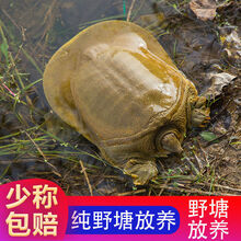 野外放养甲鱼鲜活食用海活体黄背王八外塘生态老鳖甲鱼 2.5斤到2.7斤野塘精品公甲鱼