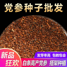 山谷里的居民 药材党参种子甘肃白条党种子潞党文党种子实体店 党参种子一斤