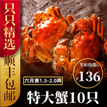 六月黄大闸蟹8-16只【包活-顺丰冷链】舔鲜生鲜螃蟹活体实物河湖蟹清水大闸蟹 【特惠装】8只装(另送10只)