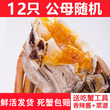 【活鲜】全母大闸蟹鲜活螃蟹活体特大现货礼盒装 塞红康尔 (公母2.8-2.3两)12只