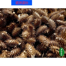 伟博中药材正宗野生苍耳种子成熟苍耳子鼻苍耳草毛苍子多规格 100克野生苍耳