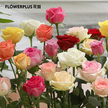 花加 flowerplus 单品鲜花产地直发随机组合装39.9元3束鲜花