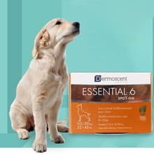 【只售 顺丰 现货即发】黄金点滴剂宠物强健皮肤营养狗狗真猫癣皮肤病猫德美丝皮肤修复滴剂 黄金点狗用10-20kg 整盒