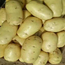 山东新鲜土豆黄心荷兰土豆马铃薯洋芋宝宝辅食农家自种 大号5斤【150克以上】纸箱包装