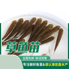 喂乌龟的小鱼苗淡水草鱼食蚊鱼练手鱼饲料鱼龙鱼饲料活体鱼闯缸鱼 草鱼苗2-4厘米30条