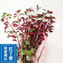 水草活体植物鱼缸造景水族箱懒人水草庭院绿植鱼缸水草绿菊蜈蚣草 紫丁香1杯10支左右(带固定瓷环)