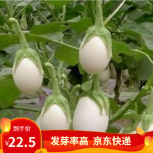 凤鸣雅世  白蛋茄种子白茄子种籽白蛋鸡蛋茄金银茄白橄榄茄子早熟高产杂交品种春夏四季播庭院阳台蔬菜种孑 白橄榄圆白茄种子2克4袋优惠价