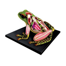 4d master4D MASTER动物解剖模型 鲨鱼静态解剖拼装动手玩具 4D青蛙