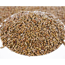 儿童决明子沙滩玩具沙子决明子挖沙宝宝玩具套装 10斤决明子