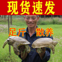 公雄大甲鱼鲜活活体食用团鱼海鲜鲜活王八中华鳖营养老鳖 诺斯食美 2斤1只 公甲鱼(1.7-2.1斤)