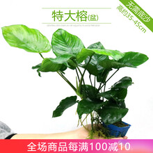 鱼缸水草造景真水草活体莫斯水草沉木水族箱懒人水草缸造景阴性水草水榕蜈蚣草绿菊后景植物套餐小鱼缸造景 特大榕(盆)