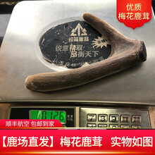 【鹿场直发】 梅花鹿茸  整枝干鹿茸 可切连刀足干头茬二杠泡茶打粉 【梅花鹿茸126克一支】