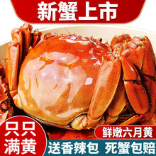 大闸蟹鲜活冷链现货六月黄公母螃蟹礼盒生鲜食材  罗菲迪新 六月黄(1.2-1.6两)8只