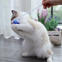 华元宠具（hoopet）线球猫玩具逗猫棒自嗨猫咪球类玩具解闷磨牙啃咬斗猫棒小猫用品毛线球彩色