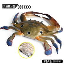 蟹模型 林畅模玩儿童仿真动物玩具海洋生物模型青螃蟹梭子蟹寄居蟹蟹 三点梭子蟹