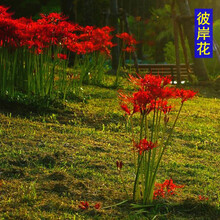 蝶遇 户外多年生花卉种植彼岸花公园庭院种子花子路边花草花籽 彼岸花种根 10个
