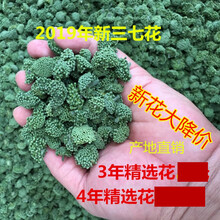 康中尊 三七花云南文山四年花新花非野生50g100g500g田七花三七花茶 19年精选四年特级三七花250g桶装