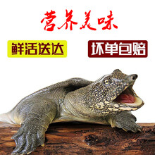 【冷藏发货】甲鱼放养活体王八生鲜活农家中华老鳖特产  科德雅菲 4斤青黄老鳖