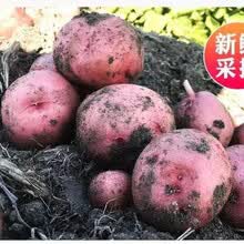 云南新鲜红皮黄心土豆农家自种大中小土豆马铃薯现挖现发精选土豆 中果5斤装