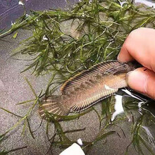 野生南鳢雷龙鱼观赏鱼冷水鱼龙鱼凶猛七彩雷龙淡水活体彩虹雷龙鱼 雷龙鱼10-12厘米一公一母