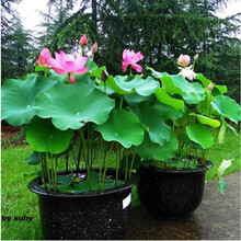 碗莲观赏荷花种藕苗莲藕种苗碗莲盆栽荷花水培四季开花室内外带芽 出水芙蓉荷花3颗 不含盆