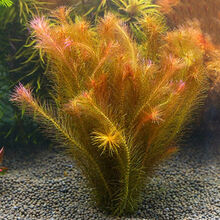 金鱼繁殖水草水草鱼缸造景植物红松尾大宝塔绿菊花草缸水草活的a 红松尾(5株)