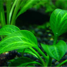 [抖音推荐]鱼缸装饰水草种子活体淡水真植物牛毛莫斯养鱼养虾造景牛毛草坪泥 14号皇冠6000粒