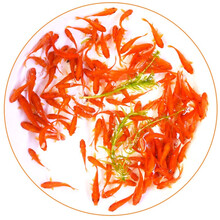 鱼多趣  锦鲫活体 草金鱼 观赏鱼淡水鱼冷水鱼  58条（1-3cm）