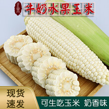 【现摘现发】福建牛奶水果玉米 漳州白玉爆浆冰糖玉米 新鲜生吃玉米棒 3/4斤 6个实惠装