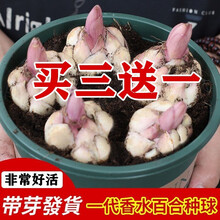 蝶遇 耐寒户外重瓣香水百合种球带芽浓香花种多年生种子秋季庭院百合大球花子室内四季耐热易活花卉盆栽植物 黄色 香水百合种球 3个送一 11-12CM