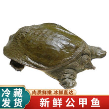 【冷藏发货】甲鱼活体生鲜水产龟王八散养中华鳖批发 米金船卡 甲鱼蛋 120枚装