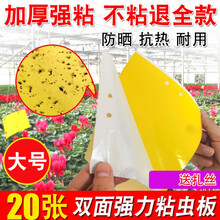 粘蝇板 果蝇黄板双面粘虫板诱虫板贴纸灭小飞虫沾果蝇诱捕器果园苍蝇大棚粘蚊子贴纸