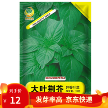 凤鸣雅世 大叶荆芥种子夏日清凉蔬菜四季野菜 小青菜阳台盆栽味鲜大叶荆芥菜种籽四季菜园春季蔬菜种孑 大叶荆芥种子异香叶种子10克/袋