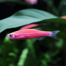 易萌 红斑马鱼活体观赏鱼小型热带鱼鱼缸荧光斑马鱼淡水鱼活体 精品红斑马15条