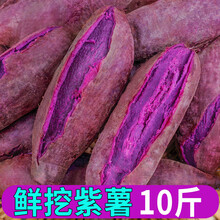 娇瑰 精选品质 山东紫薯新鲜10斤地瓜农家现小番薯【坏果包赔】 10斤 小果