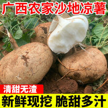 新鲜凉薯时令土瓜5/9斤孕妇蔬菜豆薯农家红土白沙地瓜小番薯 5斤中大果【精品装】