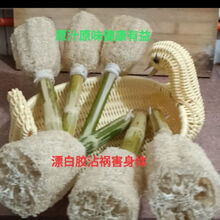 天然丝瓜络刷不漂白不沾胶无异味奶瓶杯碗锅盆煲类清洗 标制3只(杯碗锅)
