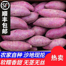 梓乐果 山东紫罗兰沙地紫薯新鲜小个农家自种低脂5斤蜜薯地瓜非越南番薯 大果(每斤1-3个，坏果包赔) 5斤