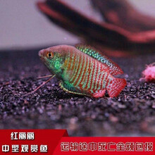 豆乐奇 胎生鱼 玛丽球鱼 热带鱼 观赏鱼 淡水鱼 活体鱼 宠物鱼 玛丽鱼 宠物活体 熊猫鱼 丽丽曼龙 红丽丽5条（3-4cm）