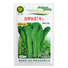 北京农科院京研四季快菜1号速生青梗小白菜种子露地大棚四季播蔬菜种籽优质高产耐热耐寒