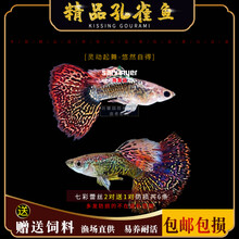 京兴宠具孔雀鱼灯科鱼冷水热带淡水清道夫锦鲤金鱼观赏鱼活体 杂袍孔雀鱼 七彩蕾丝2对送1对防损共6条