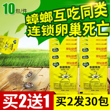 蟑螂药全窝端灭蟑螂药粉家用传染杀小蠊全窝端绿叶灭蟑饵剂强力灭蟑清10包